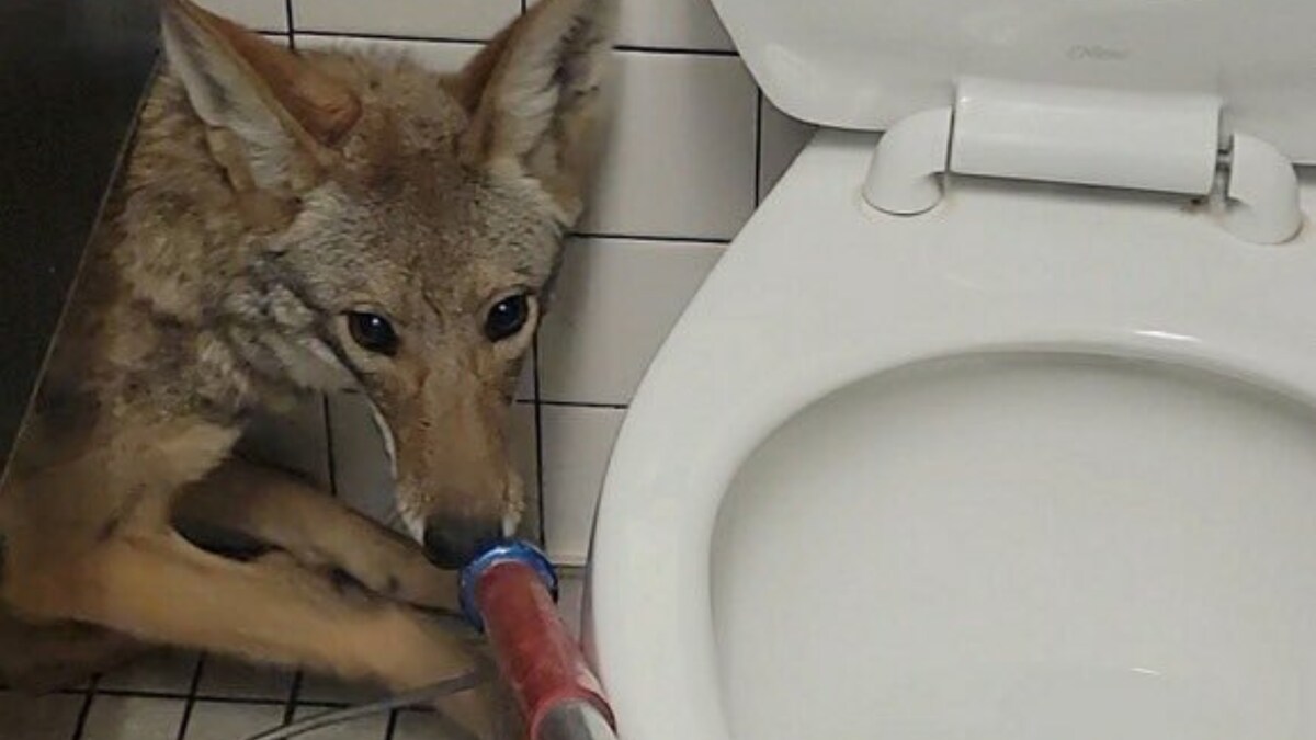 Scared Coyote Hides in California Middle School's Bathroom, Video Goes Viral News18