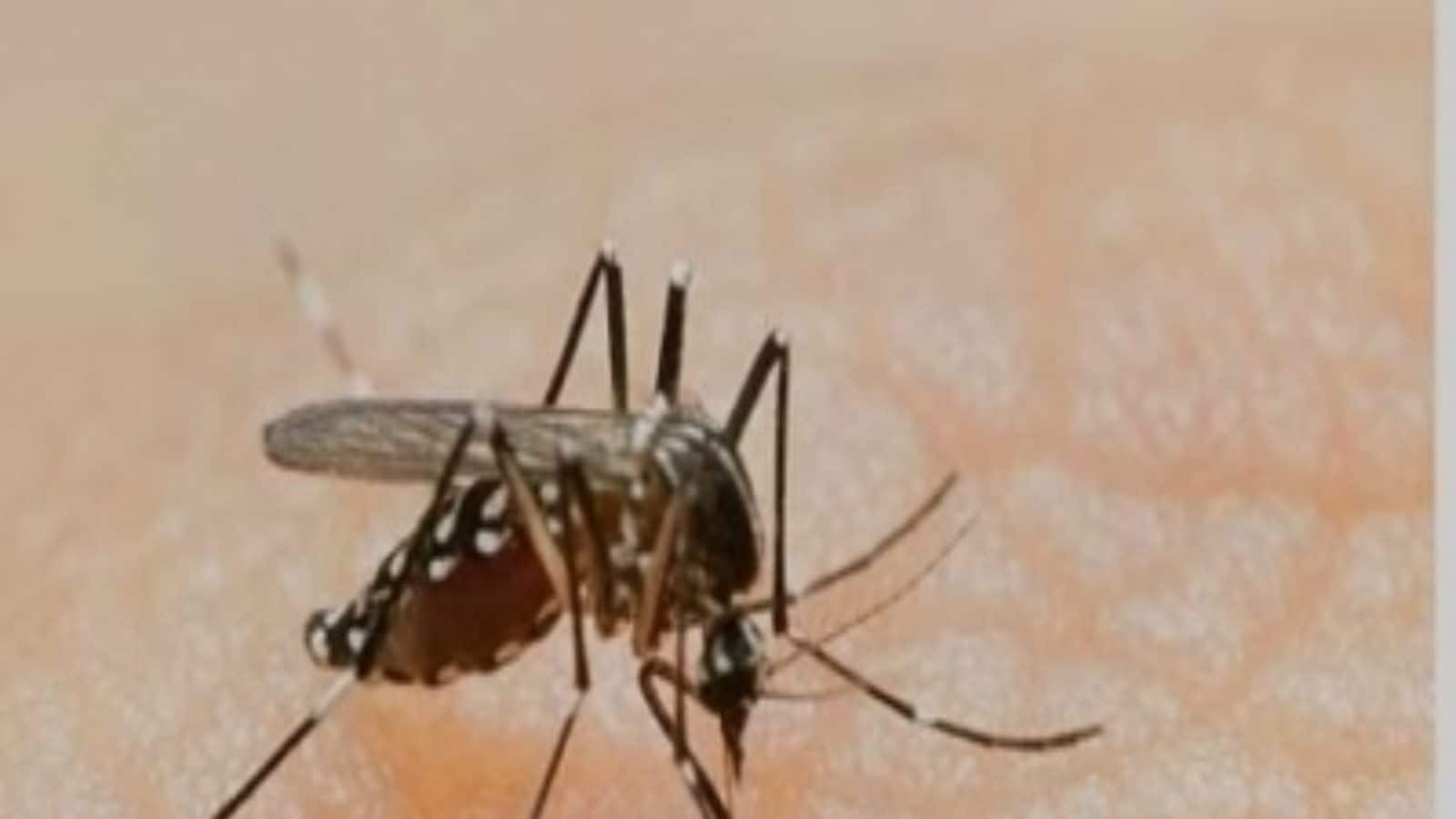 Many Dengue Sufferers in Delhi Creating Issues Like Liver Dysfunction: Medical doctors