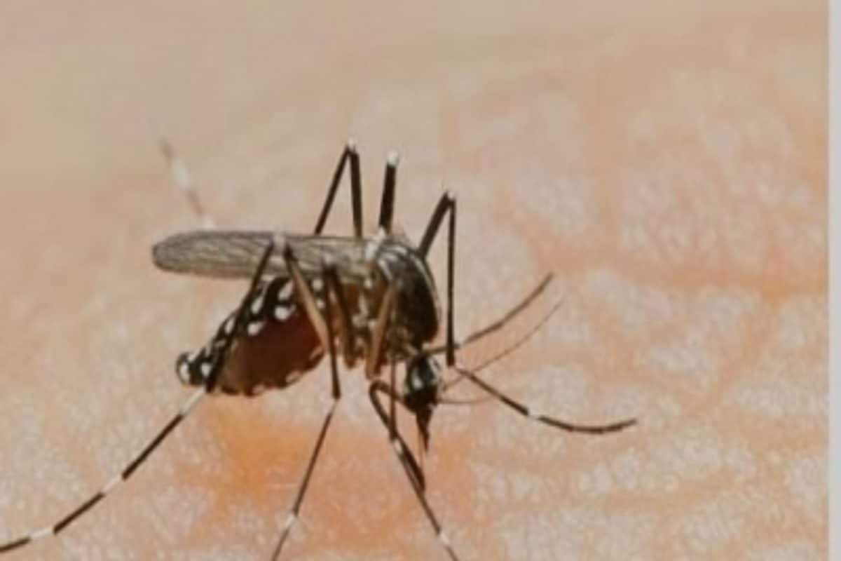 Many Dengue Patients in Delhi Developing Complications Like Liver Dysfunction: Doctors