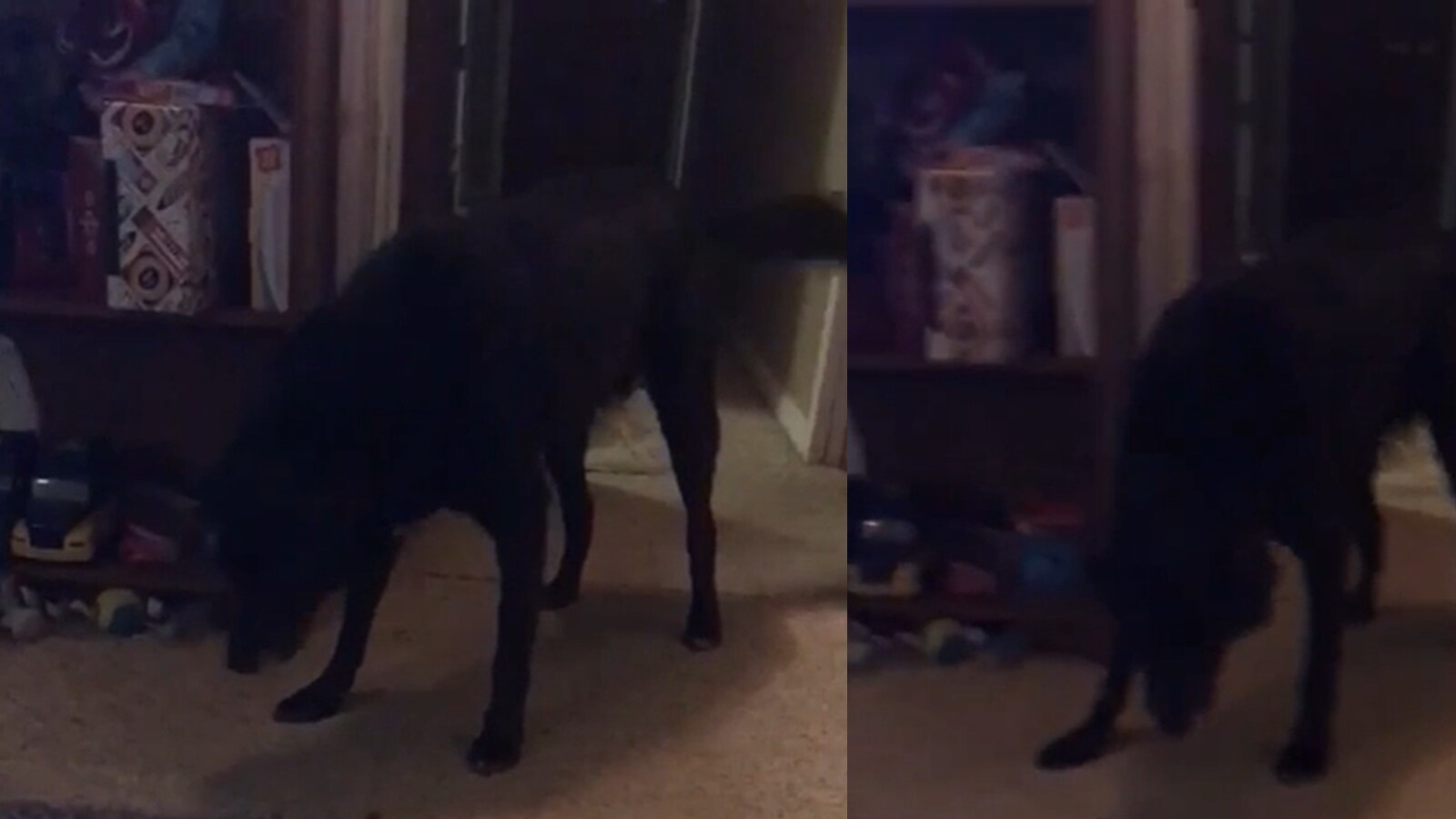 Woman Captures Spooky Video of 'Ghost' Pushing Dog Across Floor, Family