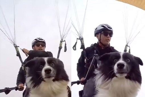 Pet Dog Goes Paragliding With Owner. (Image: Instagram/@ladbible)