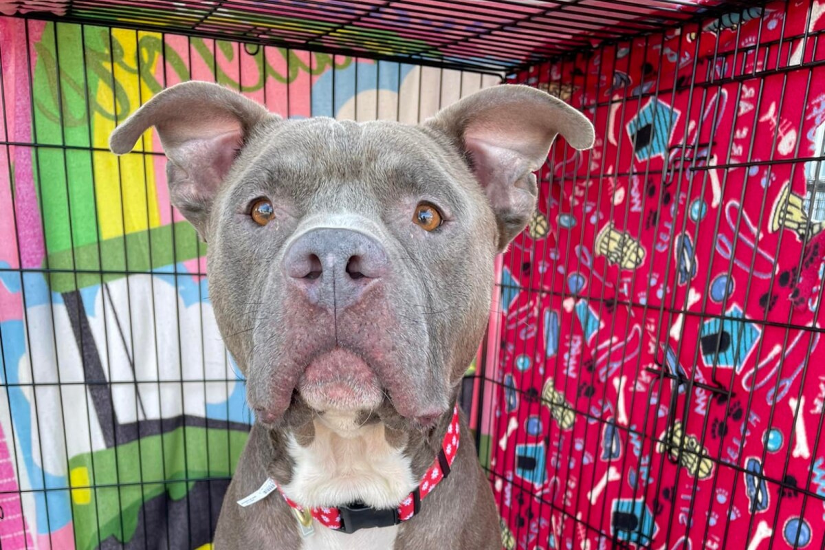 No One Has Adopted 5-year-old Dog Smoky in Gaston County, Here's Why No One Has Adopted 5-year-old Dog Smoky in Gaston County, Here's Why