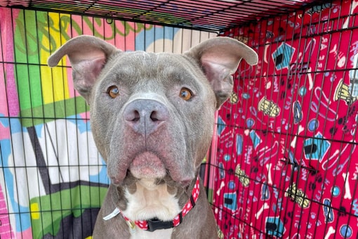 No One Has Adopted 5-year-old Dog Smoky in Gaston County, Here's Why