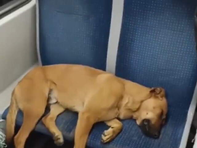 Picture of WATCH: Passengers on Crowded Chile Bus Keep Standing to Let Dog Nap ...