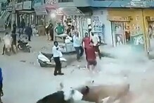 WATCH: Donkey Saved By an Unusual Seat Belt In a Car Accident