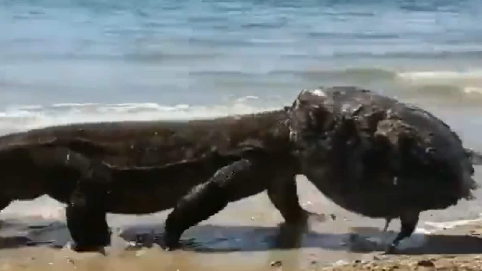 Chilling Video of Komodo Dragon Wearing Turtle's Shell After Eating it