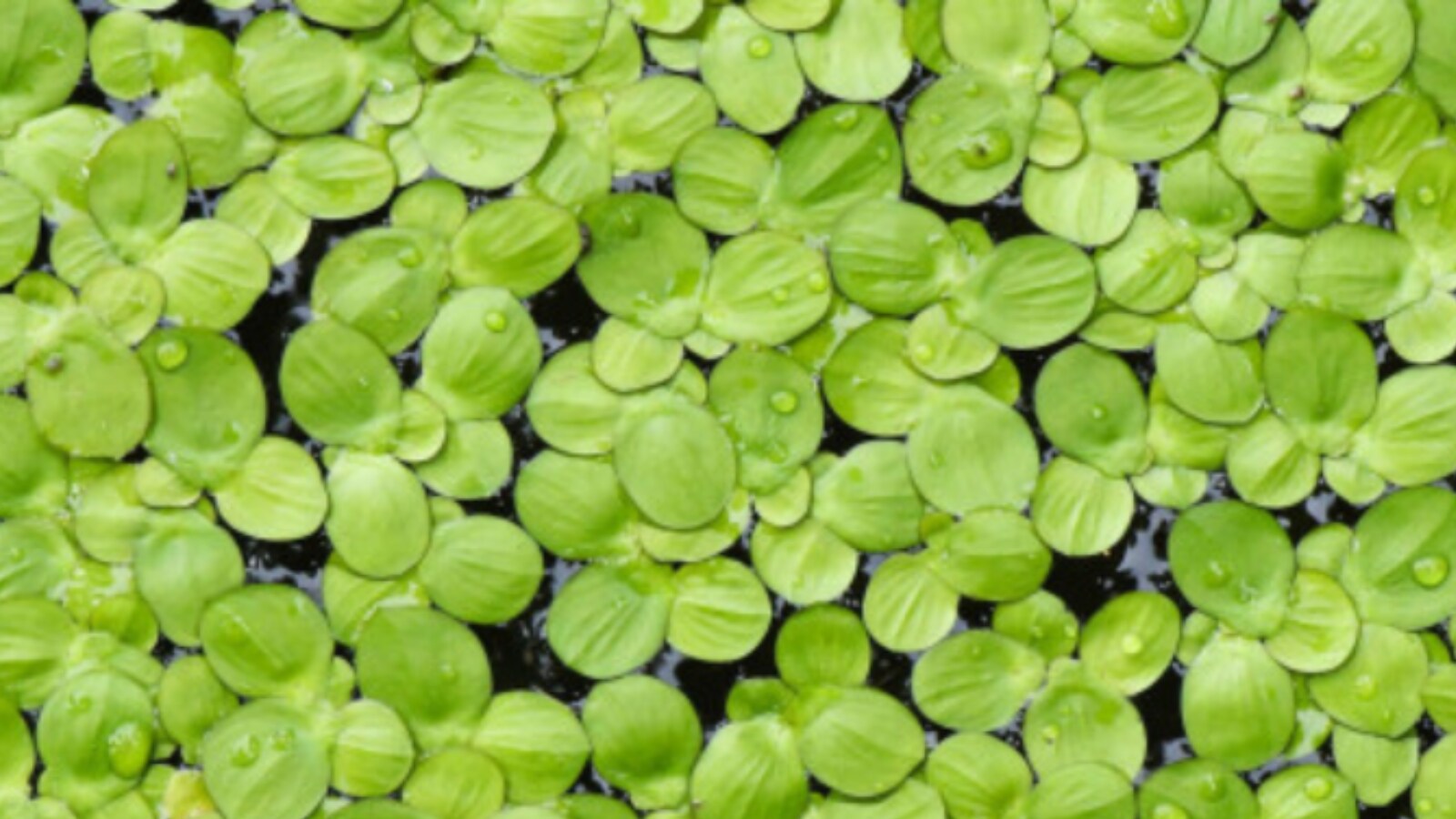 This Aquatic Superfood Has Power To Feed People Without Polluting Earth 