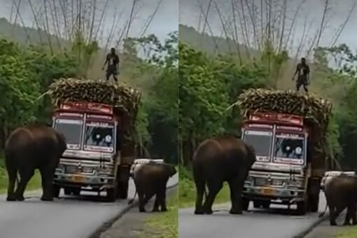 Elephants Stop Truck Carrying Sugarcane to Collect 'Tax', Video Goes Viral Elephants Stop Truck Carrying Sugarcane to Collect 'Tax', Video Goes Viral