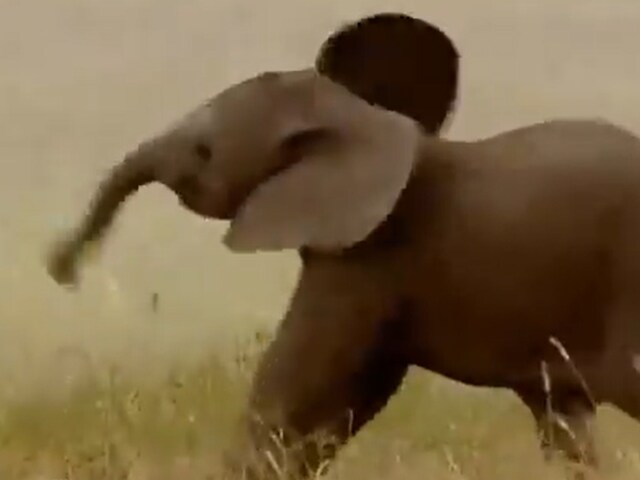 Elephant Swinging Its Long Trunk