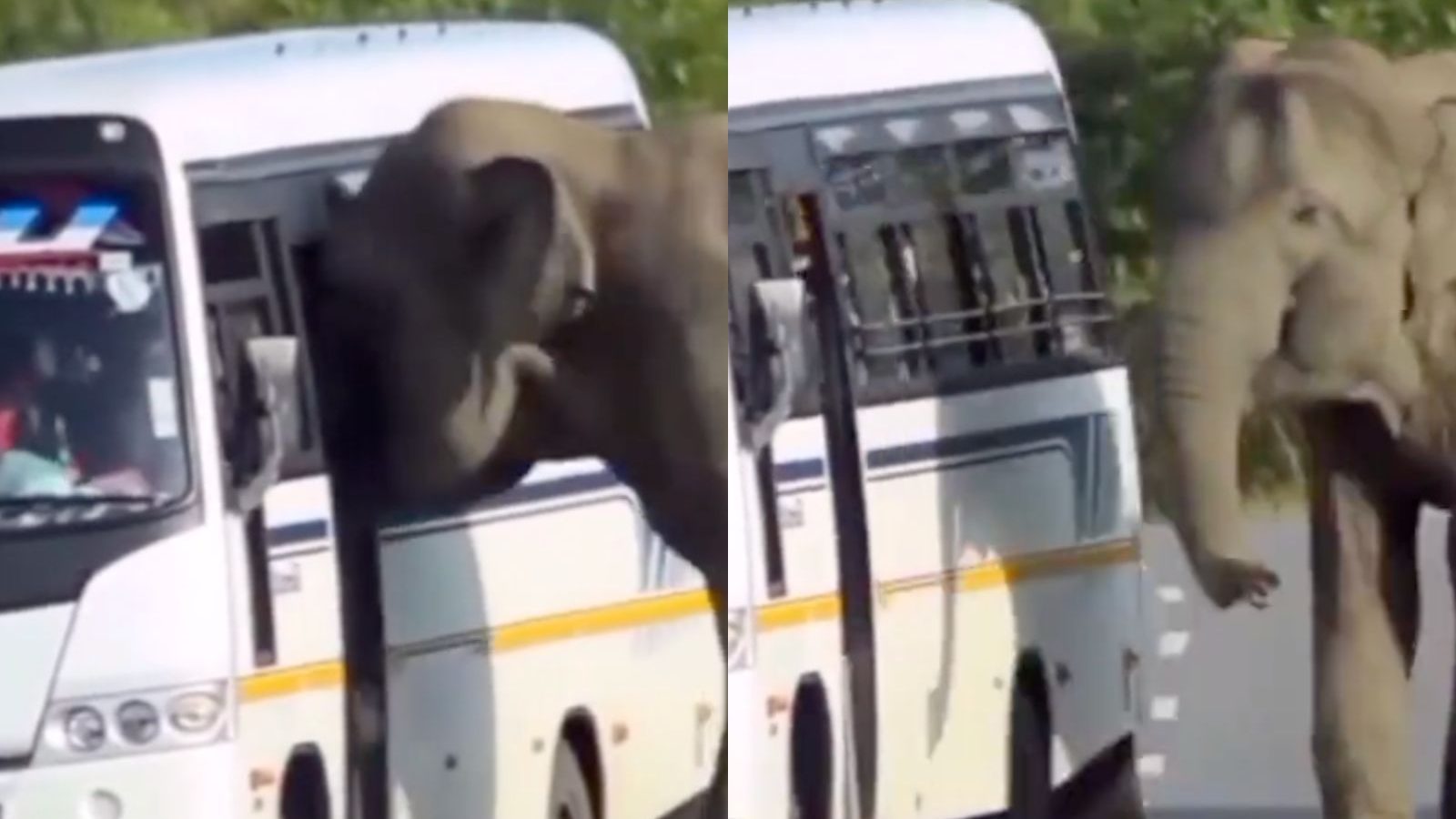 'May I Come In' Elephant Tries to Enter Moving Bus, Driver Drives Off