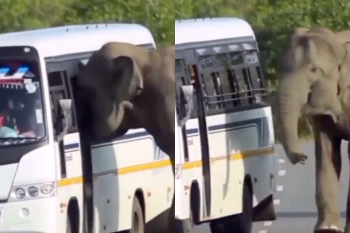 Elephant Tries to Enter Moving Bus. (Image: Twitter/@ipskabra)