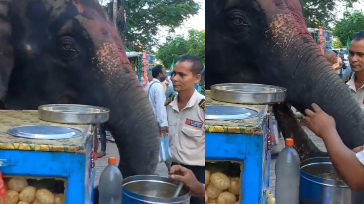 WATCH: Elephant Snacking on 'Pani Puri' on Assam Streets is Desi Internet's Spirit Animal