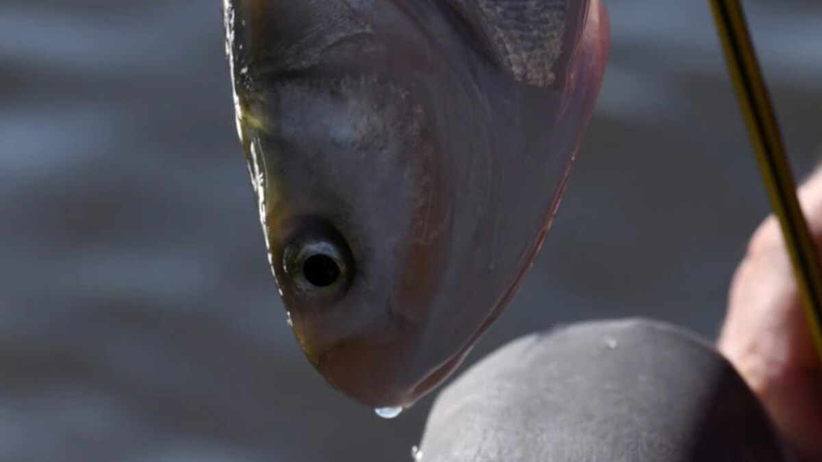 US Fishermen Duo Caught Cheating in a Fishing Tournament After Stuffing Catches With Weight News18