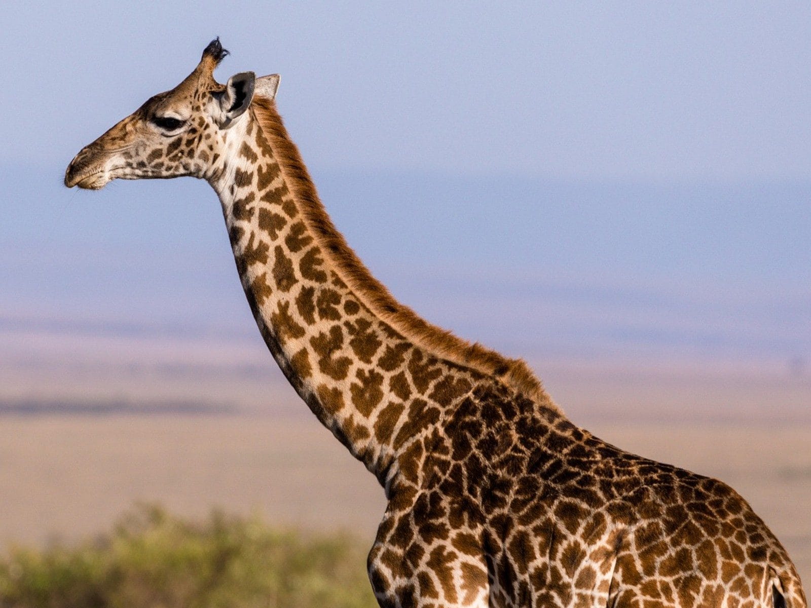 Toddler Trampled to Death, Mother Injured in Rare Giraffe Attack in South  Africa