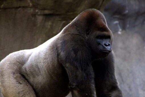 World's Saddest Gorilla' Living in Cage for 33 Years, Zoo Wants Rs 6 Crore to Free Her World's Saddest Gorilla' Living in Cage for 33 Years, Zoo Wants Rs 6 Crore to Free Her