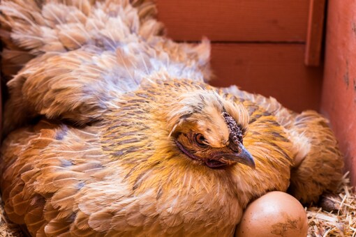 Hen Lays Giant 210 Gram Egg India s Largest in Maharashtra News18 Hen Lays Giant 210 Gram Egg India s Largest in Maharashtra News18