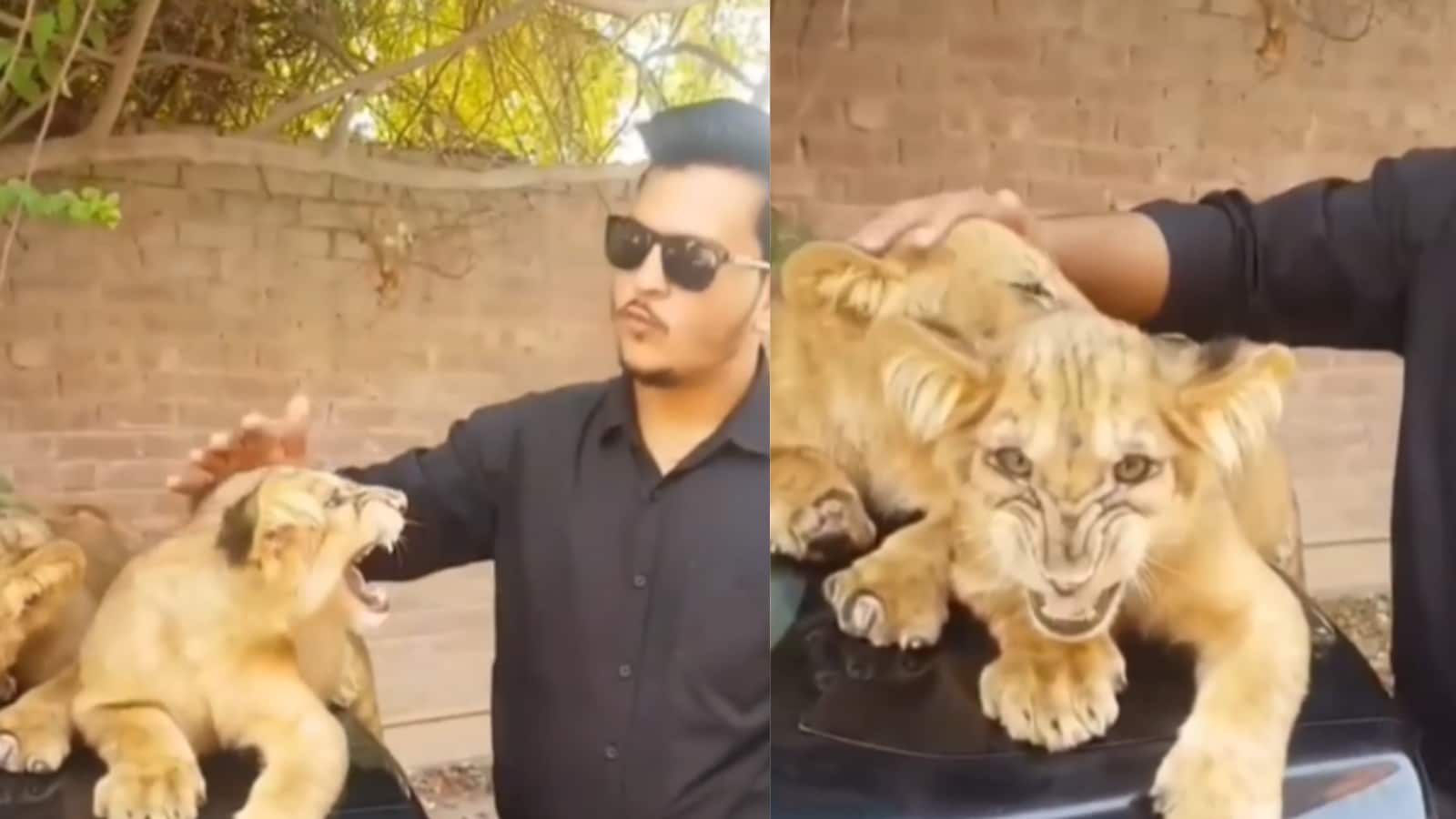 Man Pets Lion Cubs, What Happens Next Will Leave You in Shock