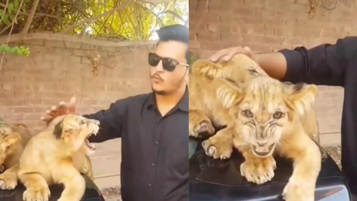 Man Pets Lion Cubs, What Happens Next Will Leave You in Shock News18