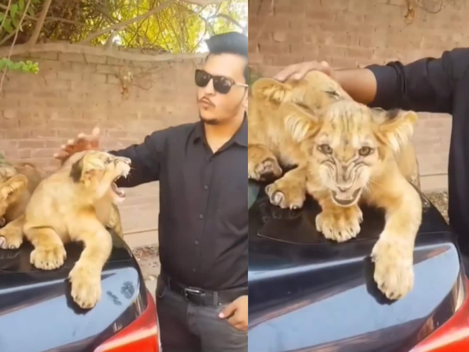 lion as a pet