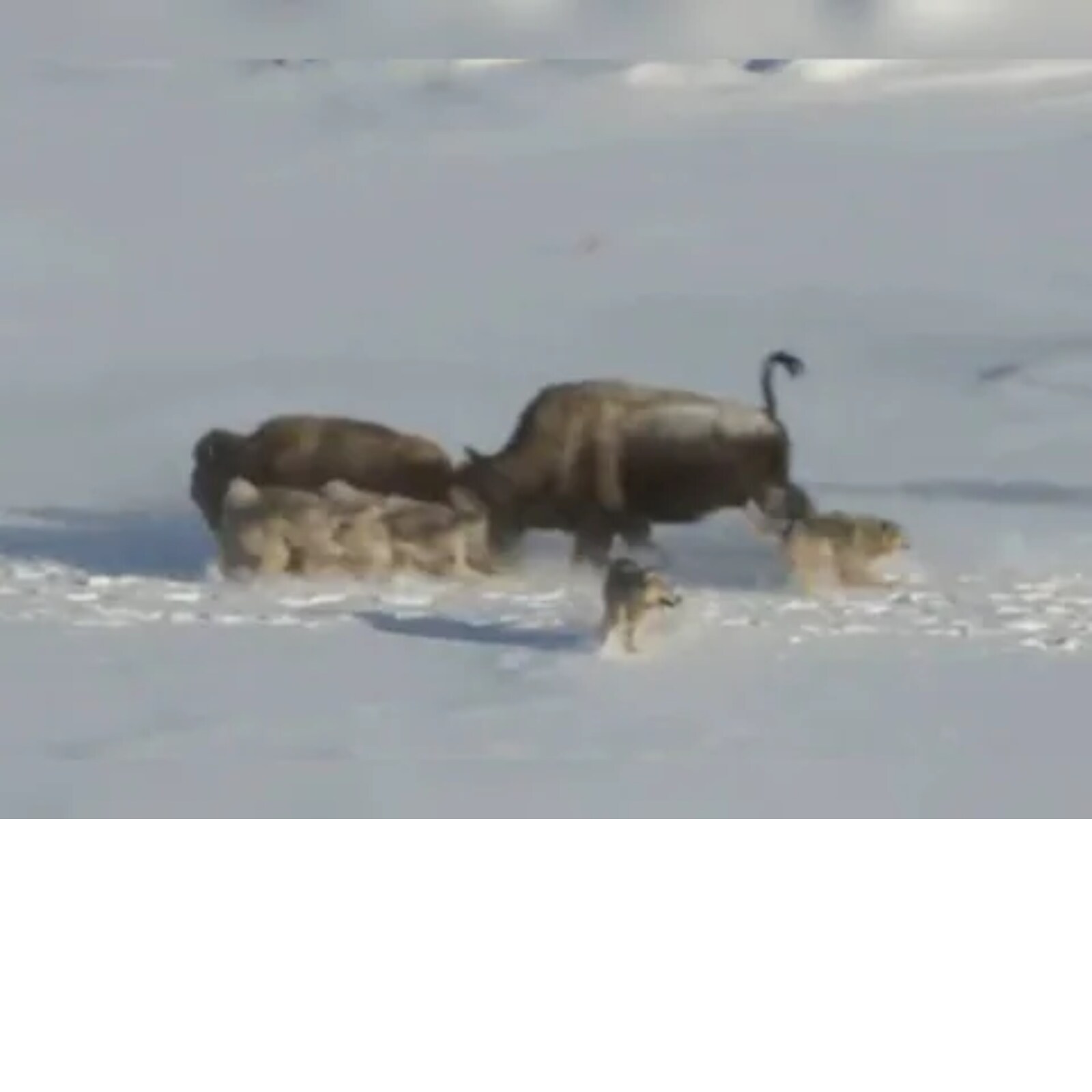 Bison Running From Wolves