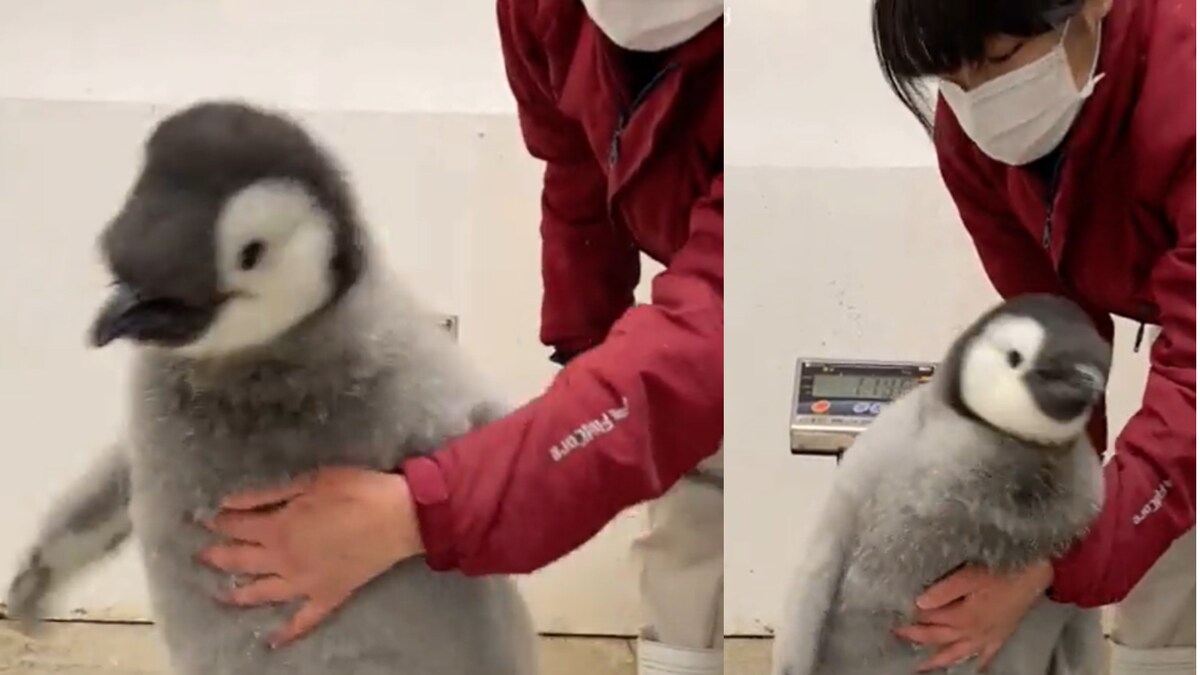 Video Baby Penguin's Attempt to Run Off a Weighing Scale is The Cutest