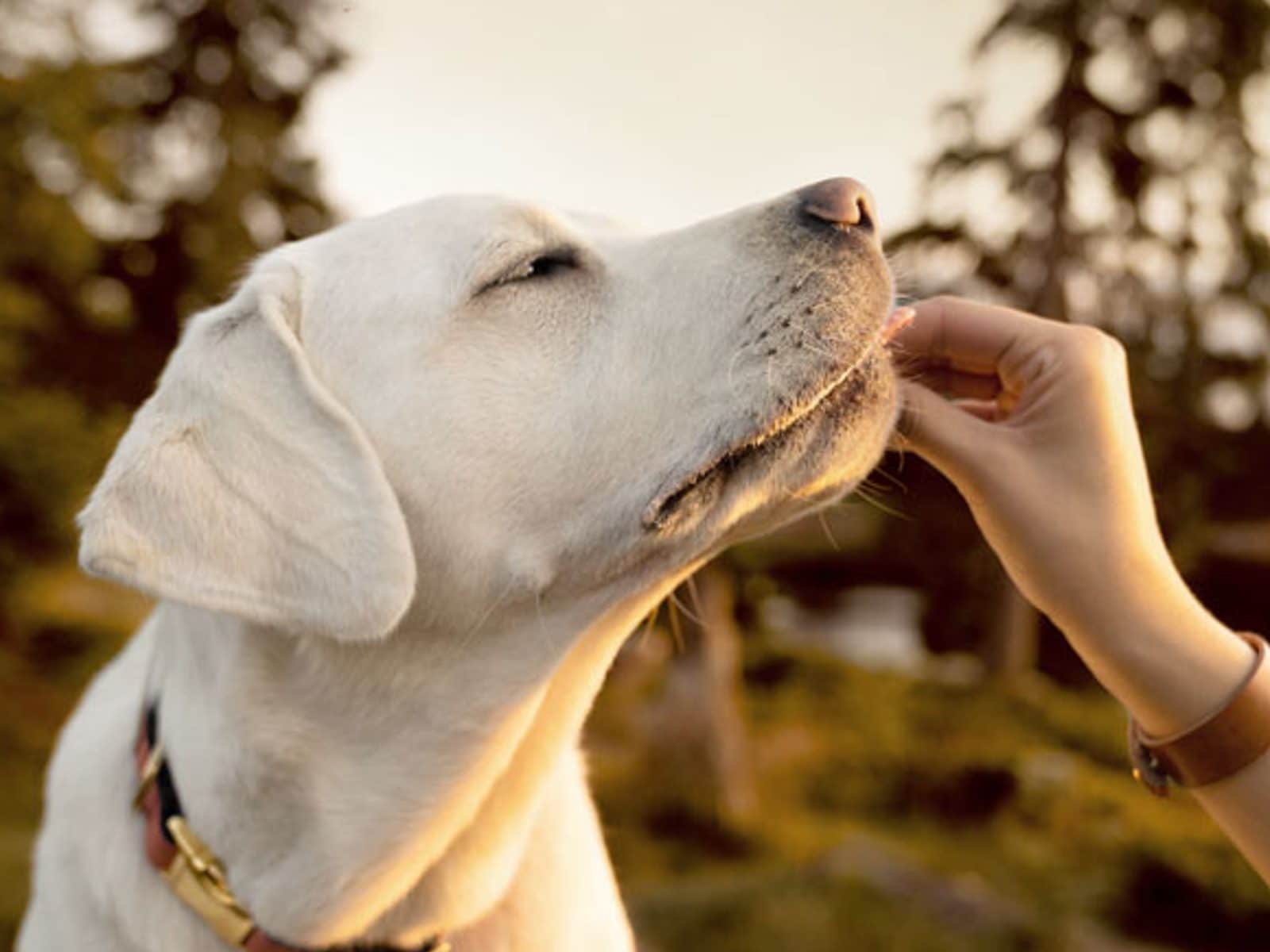 How Do You Prevent Tick Fever In Dogs