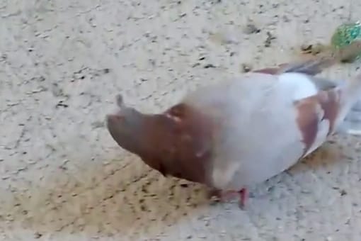 Pigeon suffering from PPMV. (Image: Instagram/@loftyhopespigeonpositive)