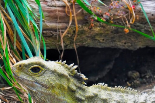 Recordings Show Some 'Mute' Animals Communicate Vocally, Study Recordings Show Some 'Mute' Animals Communicate Vocally, Study