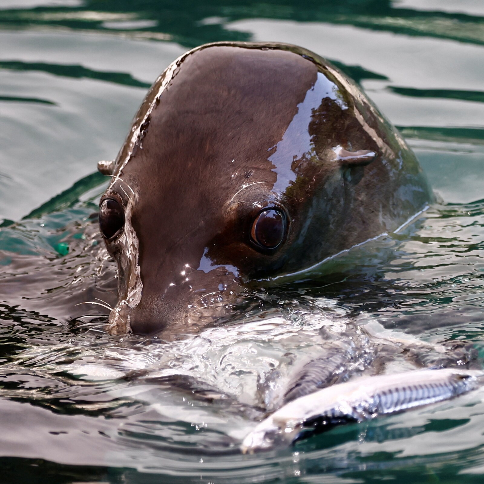 Top 123 + Seal animal in tamil