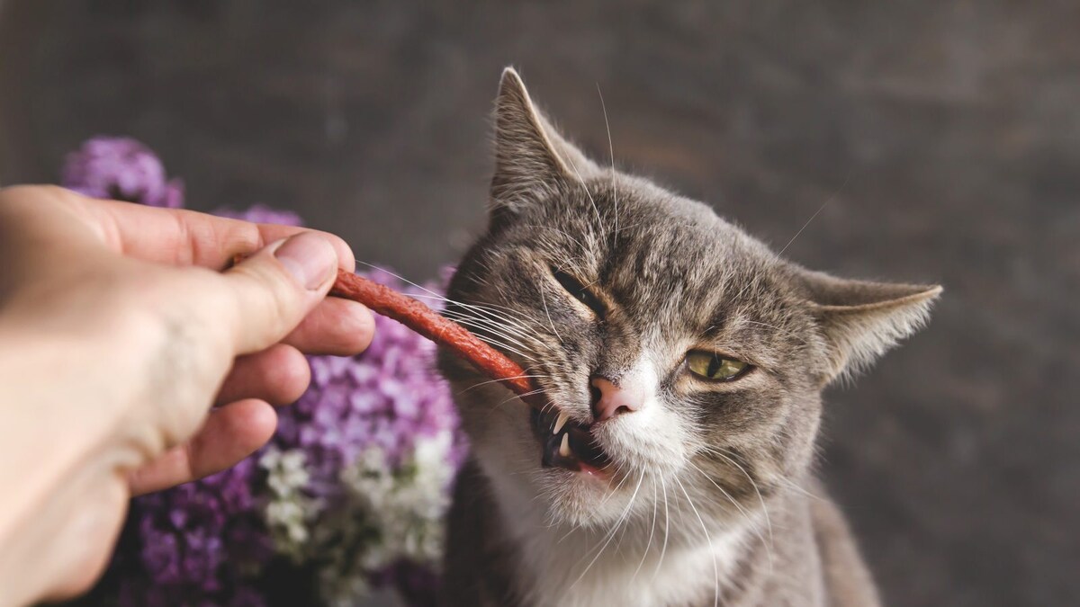 Pet Parenting: 7 Tips To Make The First Week Easy For Your New Pet