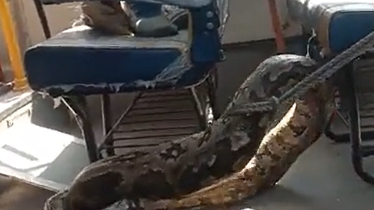 Giant 80 kg Python Found Inside a Parked School Bus in UP's Raebareli ...