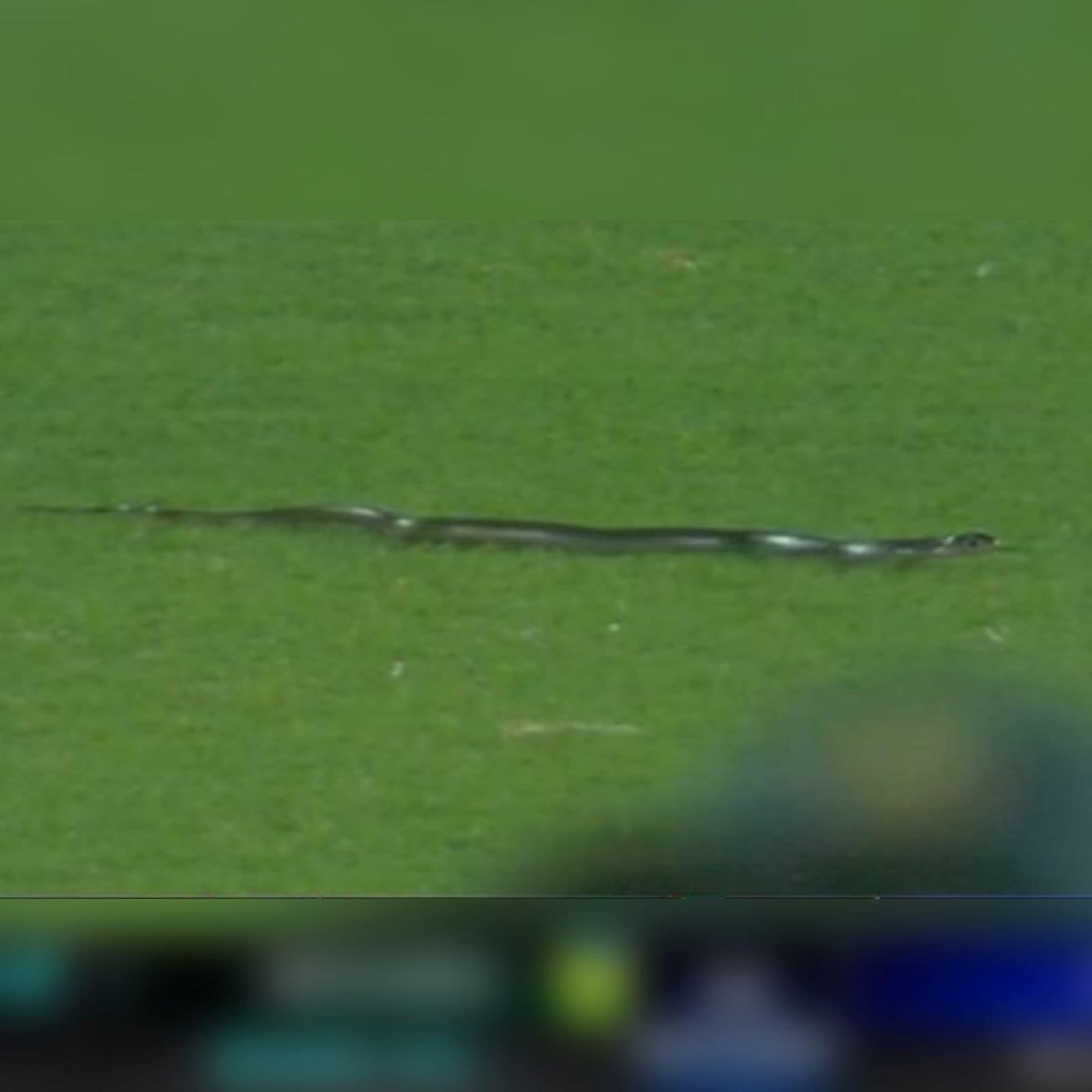 WATCH: Snake stops play during T20I between India and South Africa