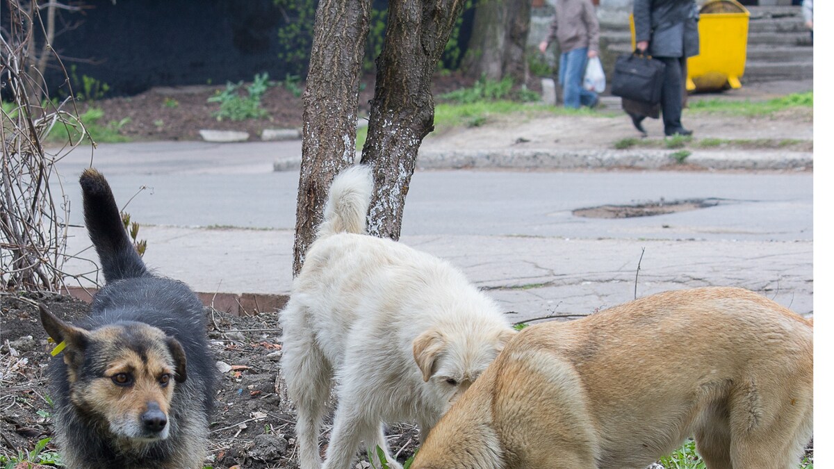 Dog Seen Carrying Infant in Karnataka Hospital; Teams Formed to Identify Child's Body