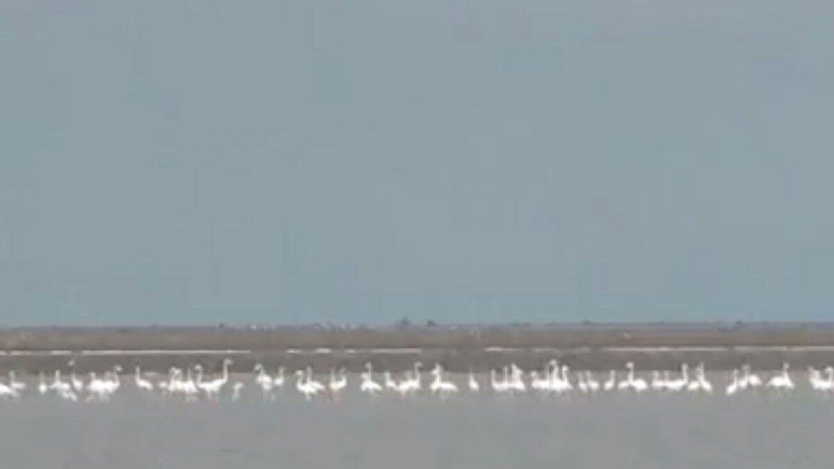 watch-migratory-birds-arrive-early-this-season-at-tamil-nadu-s-point