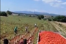 'Rajinikanth Style': Man Flings Baskets of Tomatoes into Truck Without Spilling