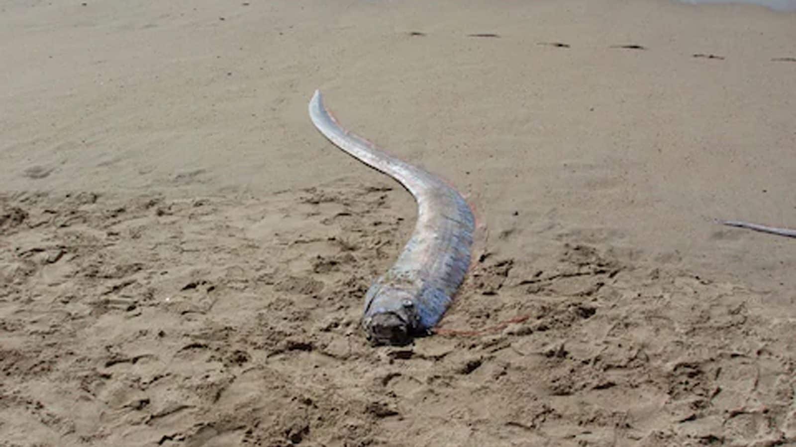 Enorme pez espátula de 13 pies de largo avistado en la costa de México