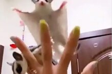 Watch: One Gesture From Owner and Squirrels Fly Straight Into Her Hand