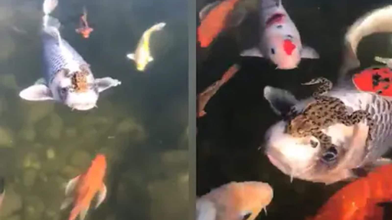 Watch This Frog Taking a Free Ride on a Koi Fish is the Best Thing on