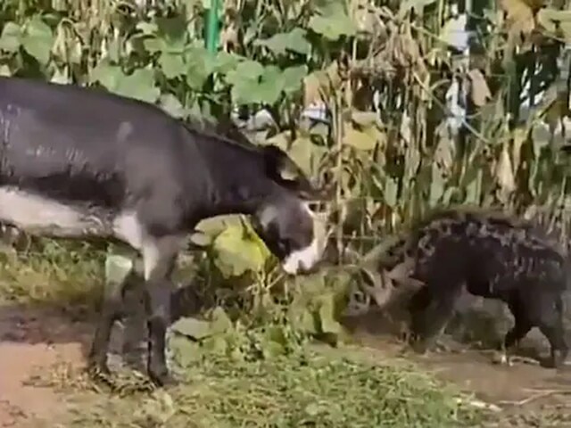 Watch: Donkey Turns Tables on Hyena Leaving Internet Stunned - News18