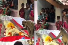 Watch: Langur Refuses To Accept Feeder's Death, Nudges His Body To Wake Him Up