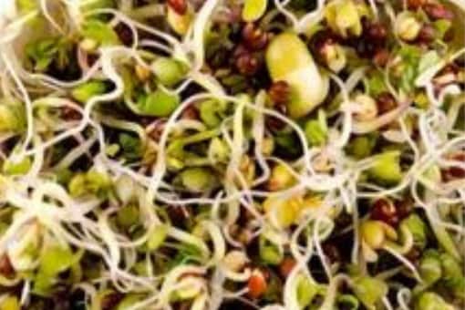 Eating raw sprouts provides a great source of protein, calcium, fibre, vitamins, minerals, and enzymes. (Image: Shutterstock)