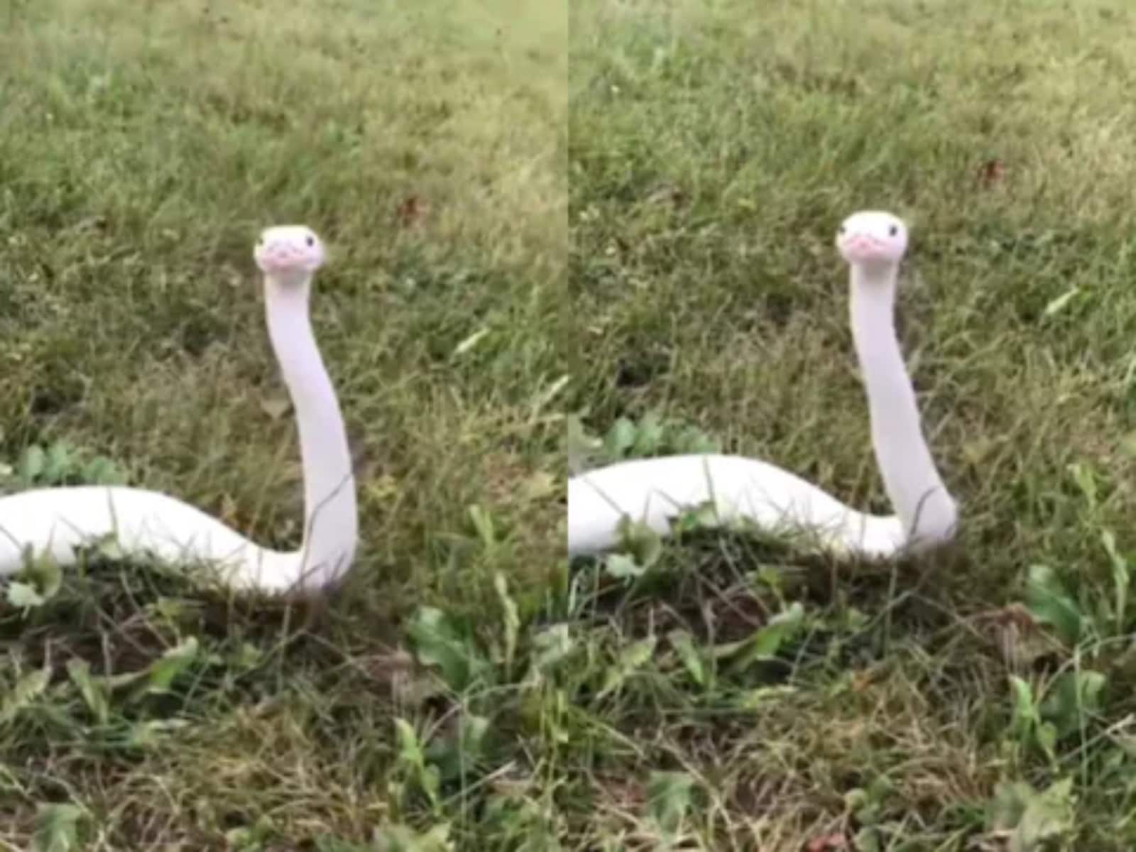 This Beautiful Snow-White Snake May Help You Get Over Your Fear of Reptiles