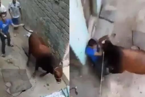 Unable to untie the rope from the cow’s legs, the man kicks the animal mercilessly on its stomach.