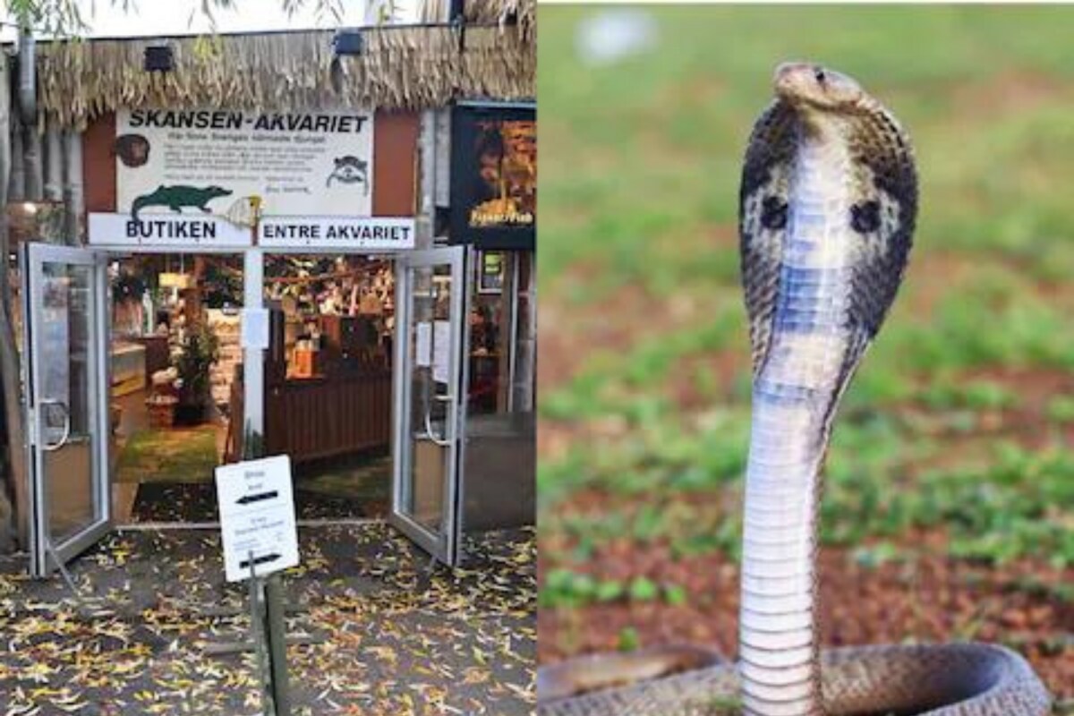 King Cobra, Which Escaped From Swedish Zoo, Returns To Its Terrarium King Cobra, Which Escaped From Swedish Zoo, Returns To Its Terrarium