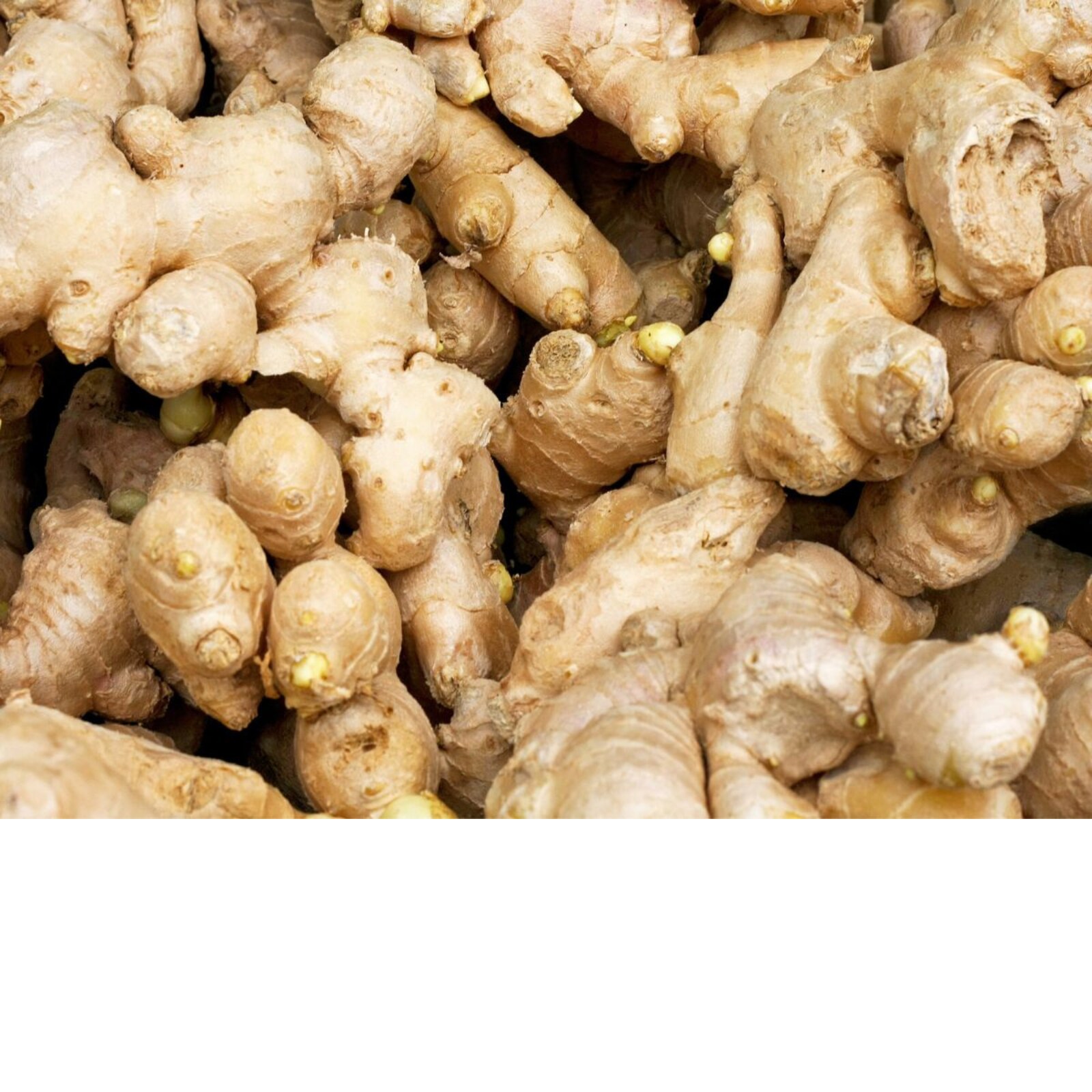 What Is Ginger? Nutrition Facts, Health Benefits, Uses, And