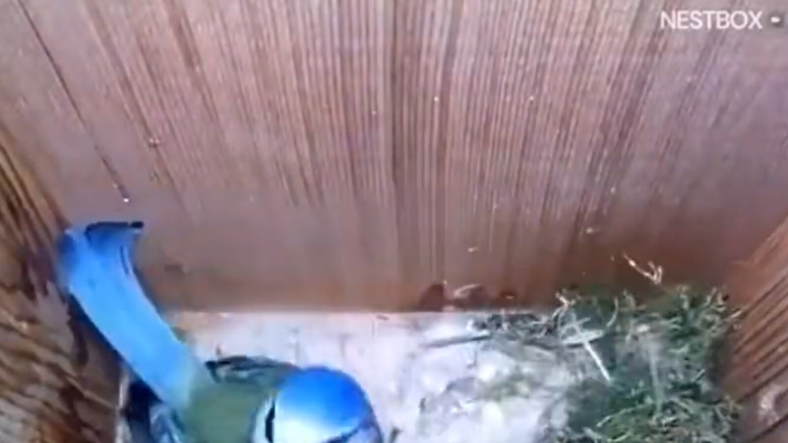 Ifs officer shares 'heartwarming' timelapse video of a bird building a nest and raising its babies