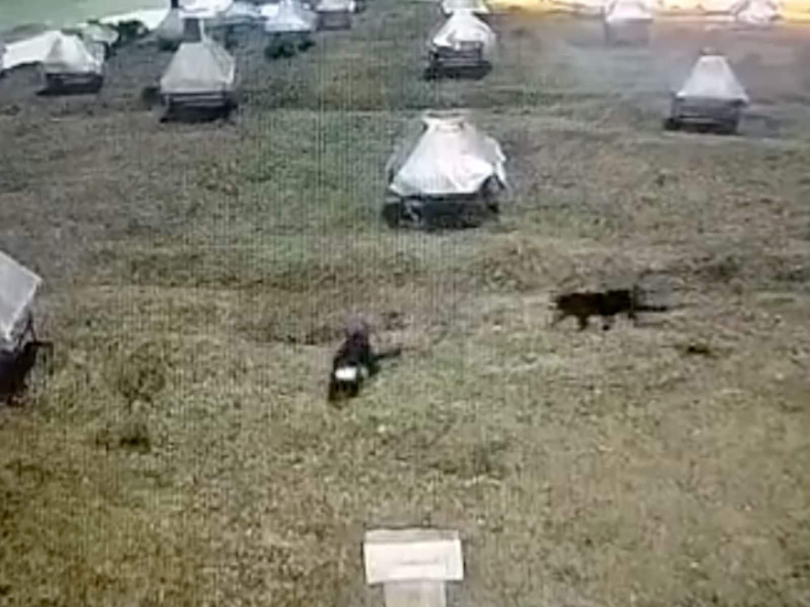 WATCH: Two Black Panthers Spotted Roaming at Meteorological Research Centre in Ooty WATCH: Two Black Panthers Spotted Roaming at Meteorological Research Centre in Ooty