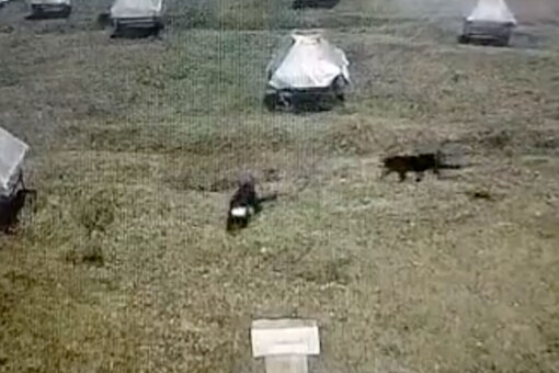 WATCH: Two Black Panthers Spotted Roaming at Meteorological Research Centre in Ooty WATCH: Two Black Panthers Spotted Roaming at Meteorological Research Centre in Ooty
