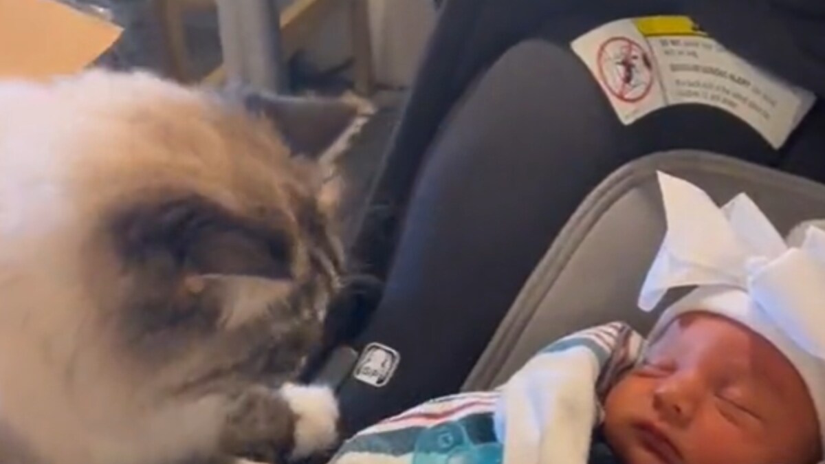 Hilarious TikTok Video of Cat Throwing Up After Smelling Newborn Baby