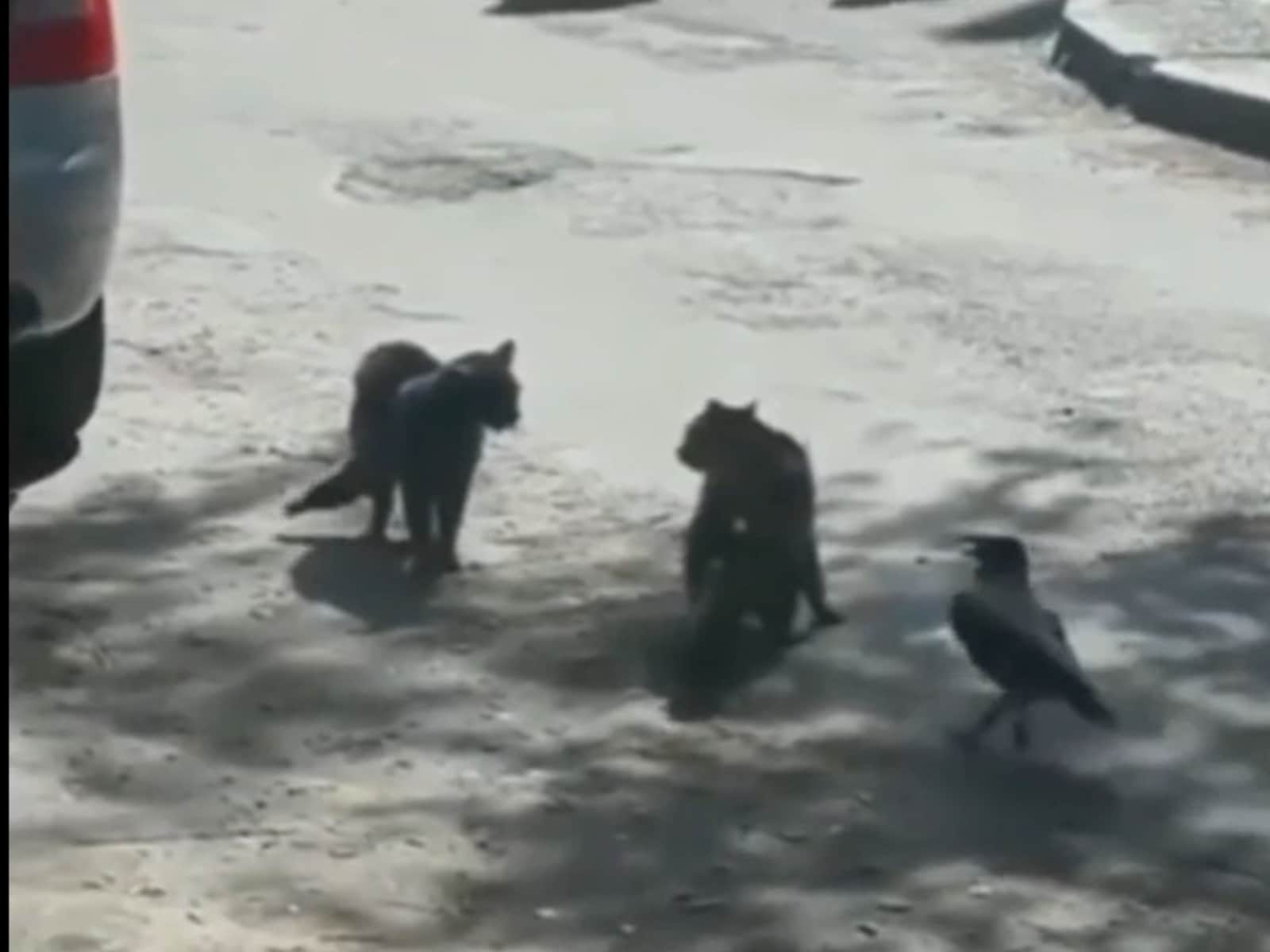 Crow Incites Stand-Off Between Two Cats, Video Goes Viral - News18